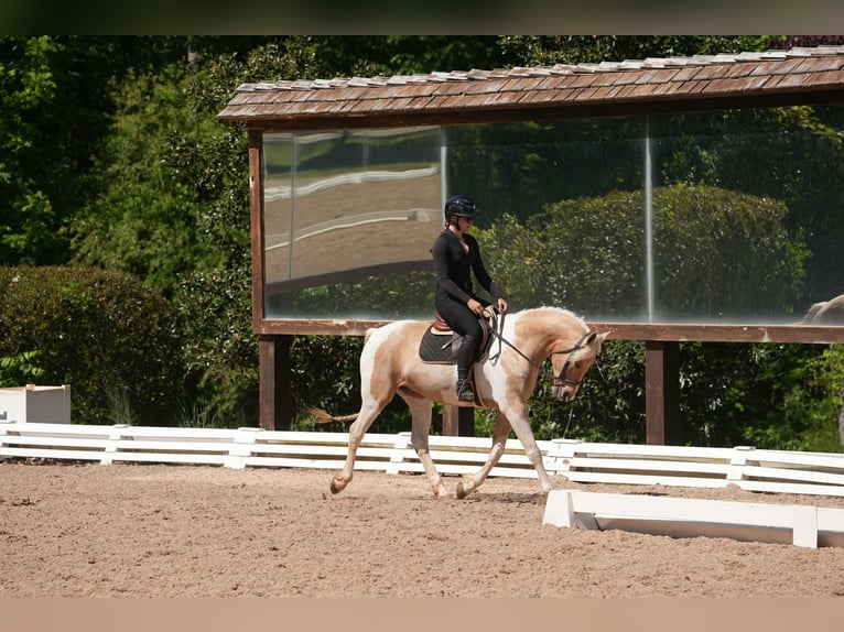 Frison Croisé Hongre 7 Ans 152 cm Palomino in Clover, SC