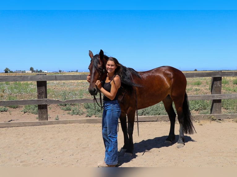 Frison Hongre 7 Ans 155 cm Bai cerise in Pleasant Grove CA