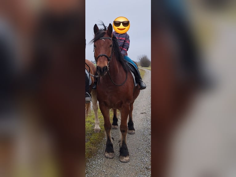 Frison Croisé Hongre 7 Ans 155 cm Bai in Gundelsheim