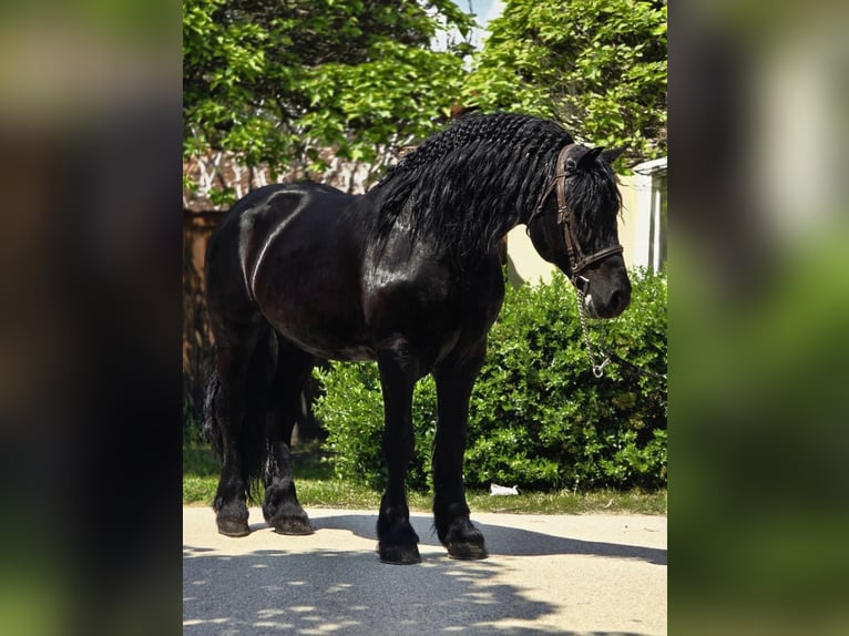 Frison Croisé Hongre 7 Ans 155 cm Noir in Neu Gaarz