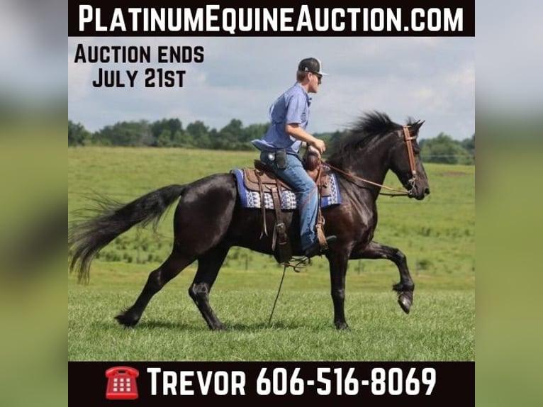 Frison Hongre 7 Ans 155 cm Noir in Parkers Lake KY