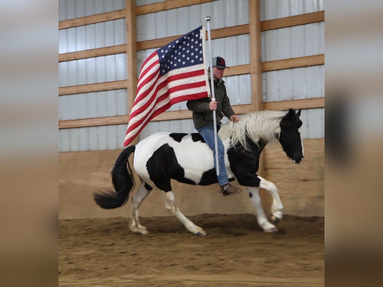 Frison Croisé Hongre 7 Ans 155 cm Pinto in Howell