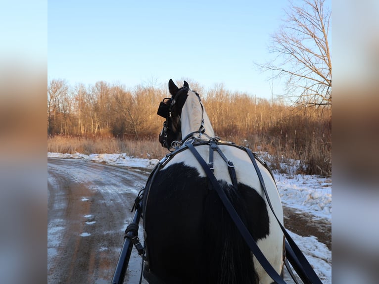 Frison Croisé Hongre 7 Ans 155 cm Pinto in Howell
