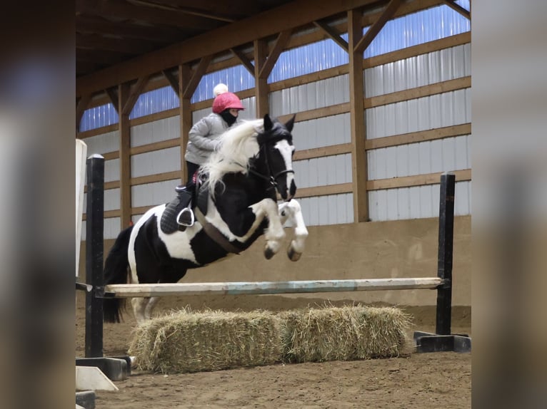 Frison Croisé Hongre 7 Ans 155 cm Pinto in Howell