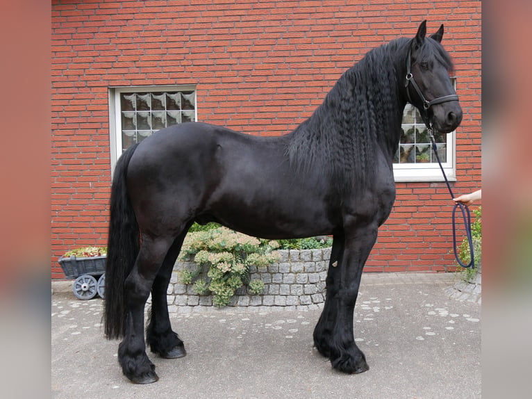 Frison Hongre 7 Ans 156 cm Noir in Dorsten