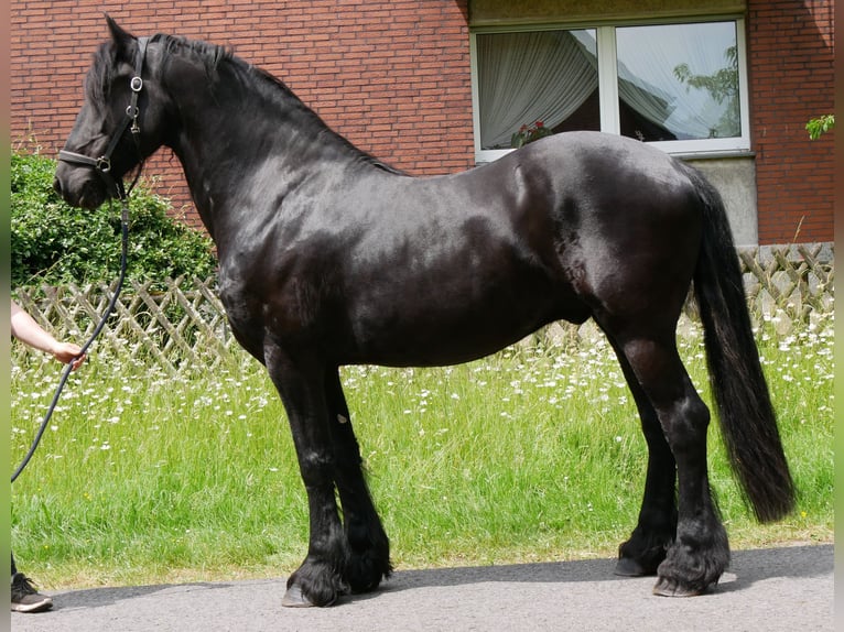 Frison Hongre 7 Ans 156 cm Noir in Dorsten