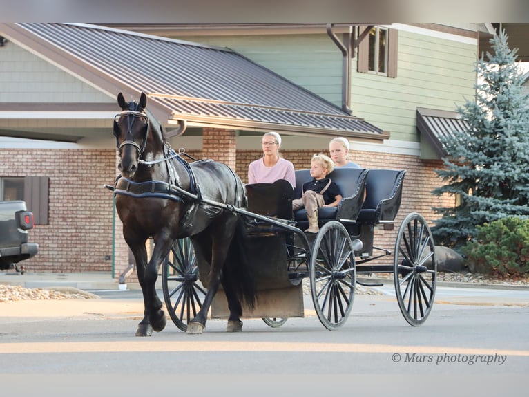 Frison Hongre 7 Ans 160 cm Noir in Sugarcreek