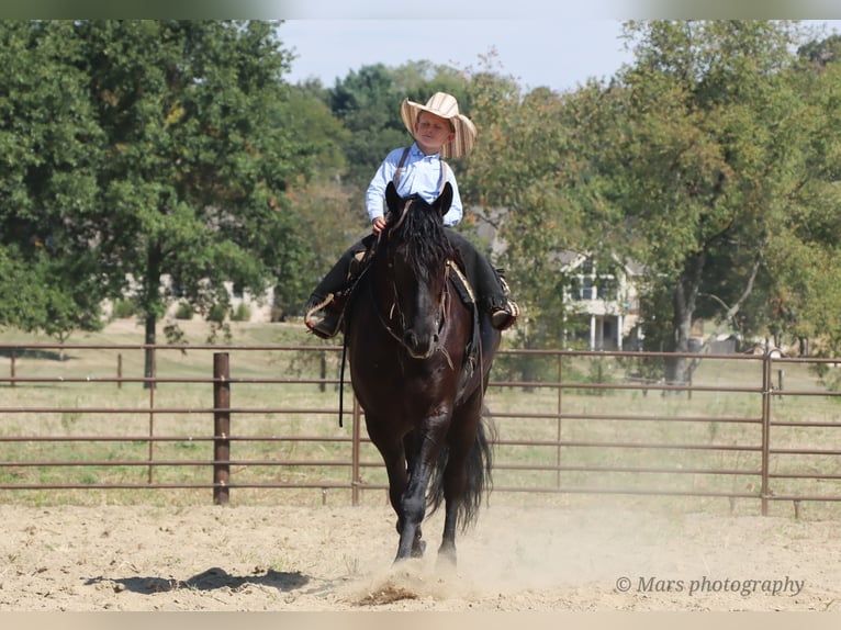 Frison Hongre 7 Ans 160 cm Noir in Sugarcreek
