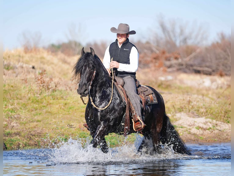 Frison Hongre 7 Ans 160 cm Noir in Independence