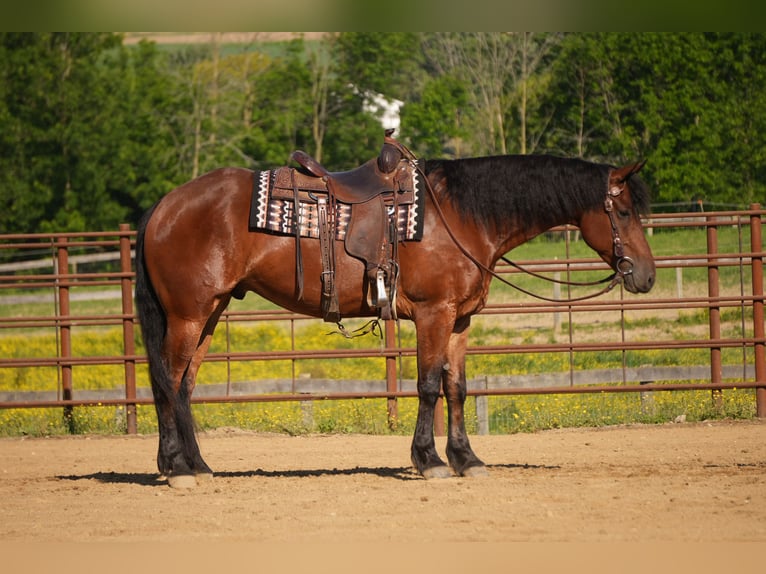 Frison Croisé Hongre 7 Ans 163 cm Bai cerise in Fresno