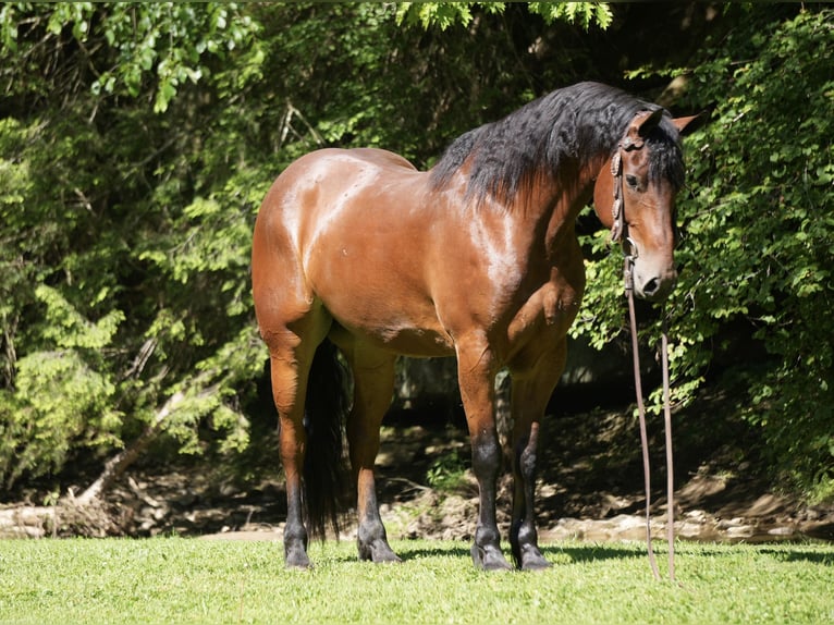 Frison Croisé Hongre 7 Ans 163 cm Bai cerise in Fresno