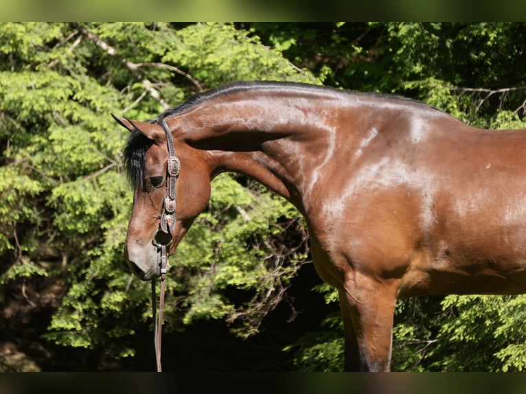 Frison Croisé Hongre 7 Ans 163 cm Bai cerise in Fresno