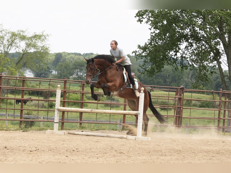 Frison Croisé Hongre 7 Ans 163 cm Bai cerise in Fresno