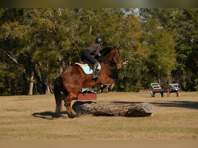 Frison Croisé Hongre 7 Ans 163 cm Bai cerise in Fresno