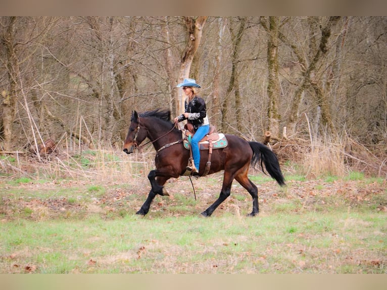 Frison Hongre 7 Ans 163 cm Bai cerise in Hillsboro KY