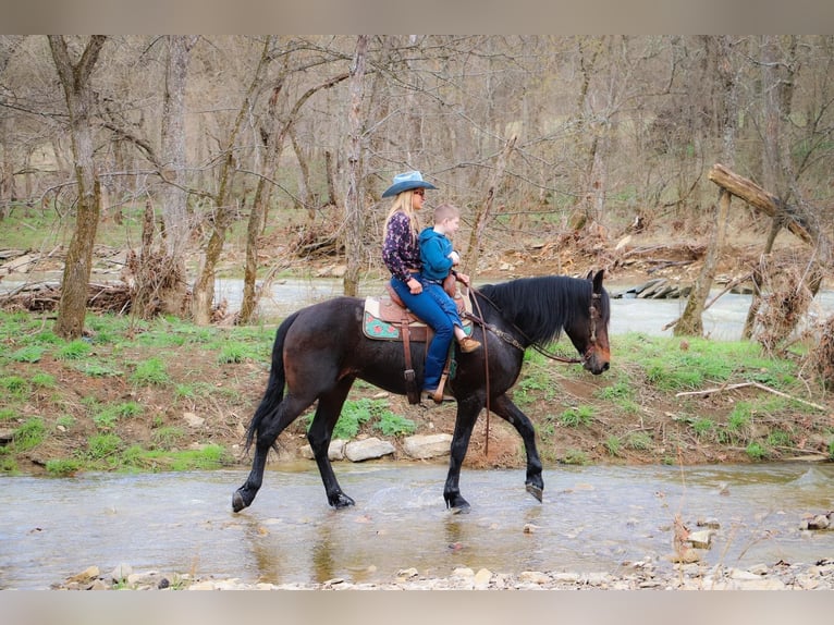 Frison Hongre 7 Ans 163 cm Bai cerise in Hillsboro KY