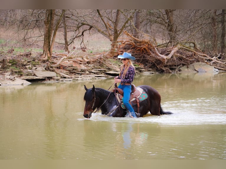 Frison Hongre 7 Ans 163 cm Bai cerise in Hillsboro KY