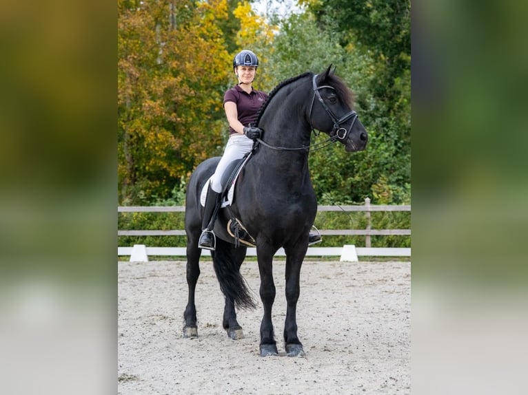 Frison Hongre 7 Ans 163 cm Noir in Edinburgh