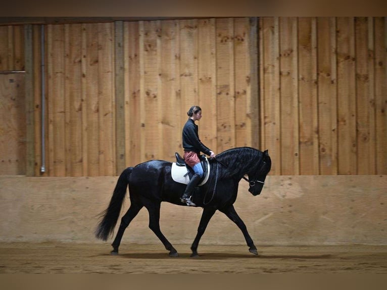Frison Hongre 7 Ans 163 cm Noir in London