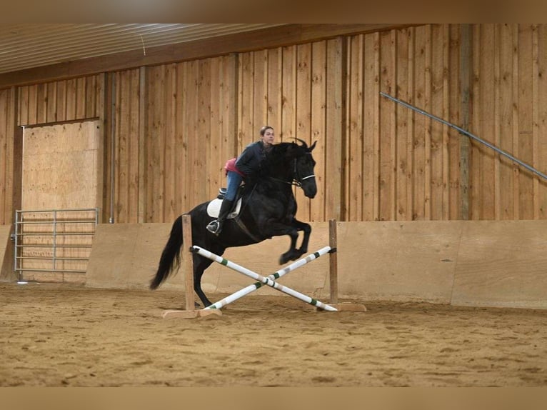 Frison Hongre 7 Ans 163 cm Noir in London