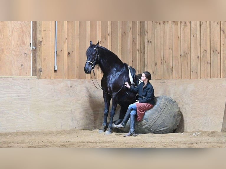 Frison Hongre 7 Ans 163 cm Noir in London