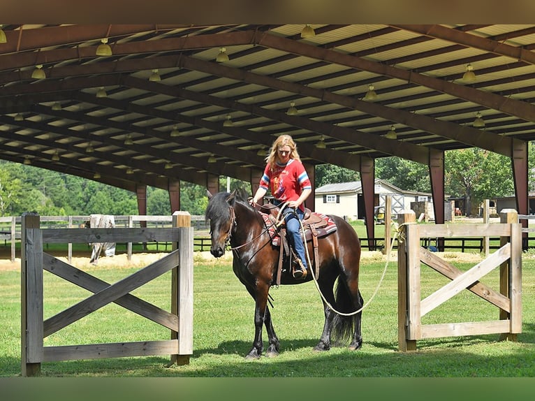 Frison Hongre 7 Ans 163 cm Noir in Nottingham