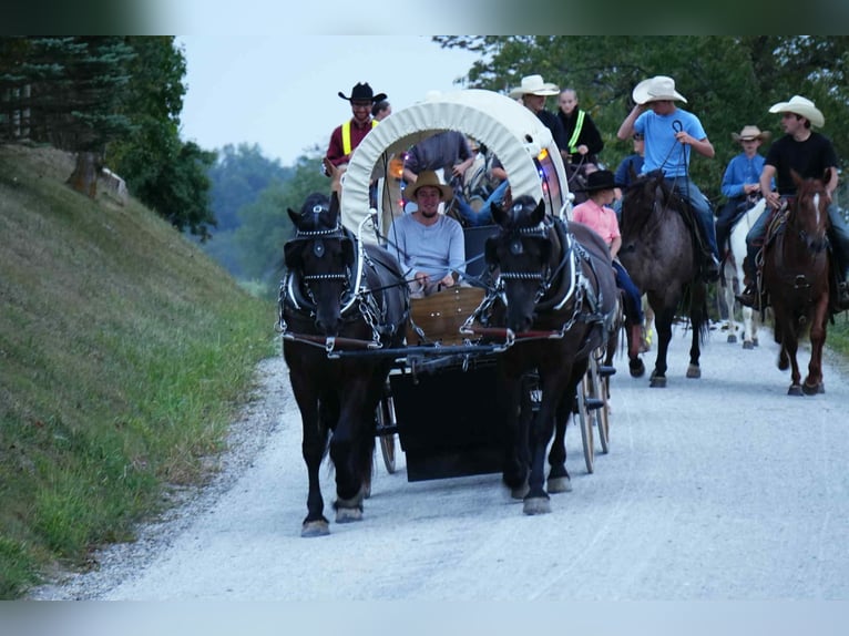 Frison Croisé Hongre 7 Ans 163 cm Noir in Fresno