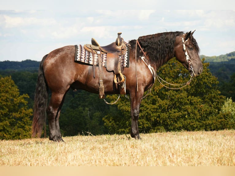 Frison Croisé Hongre 7 Ans 163 cm Noir in Fresno