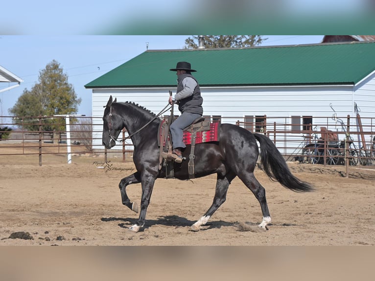 Frison Hongre 7 Ans 163 cm Noir in Fairbank IA
