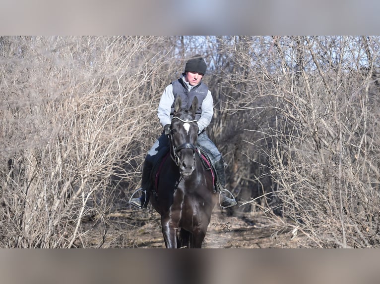 Frison Hongre 7 Ans 163 cm Noir in Fairbank IA
