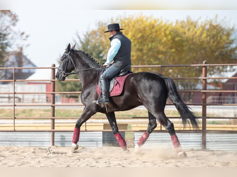 Frison Hongre 7 Ans 163 cm Noir in Fairbank IA