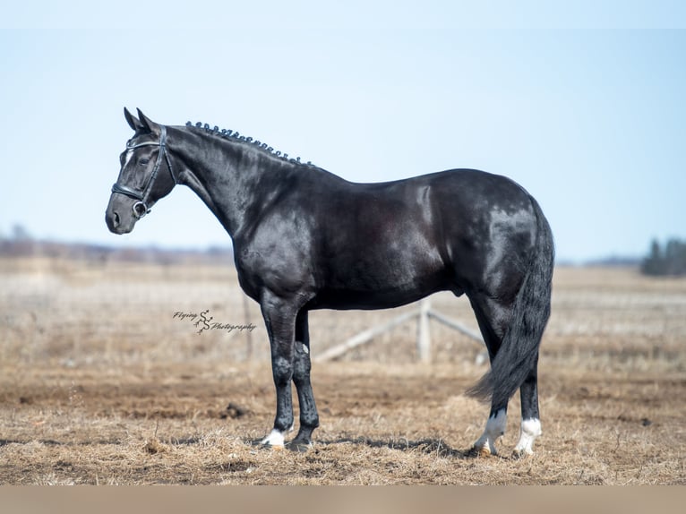 Frison Hongre 7 Ans 163 cm Noir in Fairbank IA
