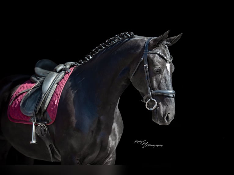 Frison Hongre 7 Ans 163 cm Noir in Fairbank IA