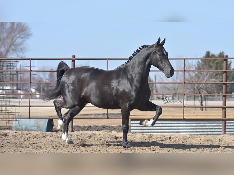 Frison Hongre 7 Ans 163 cm Noir in Fairbank IA
