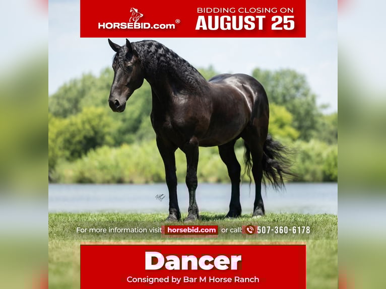 Frison Hongre 7 Ans 163 cm Noir in Windom