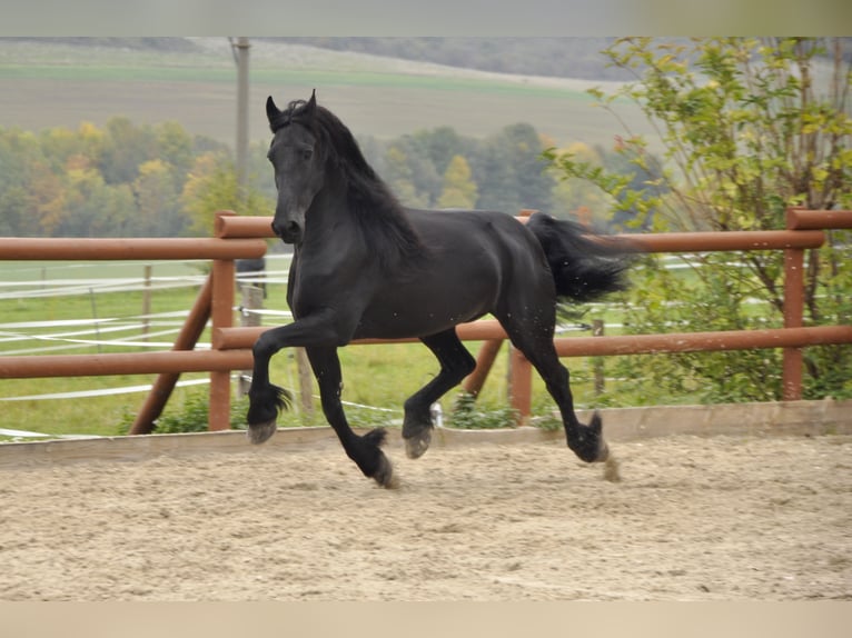 Frison Hongre 7 Ans 165 cm Noir in Ochtendung