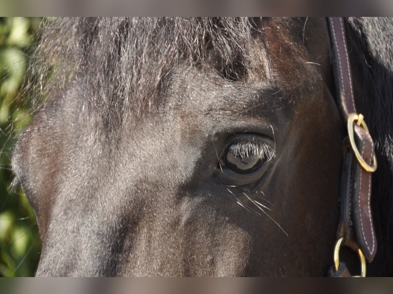 Frison Hongre 7 Ans 165 cm Noir in Ochtendung