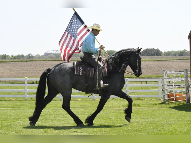 Frison Hongre 7 Ans 165 cm Rouan Bleu in Oelwein IA