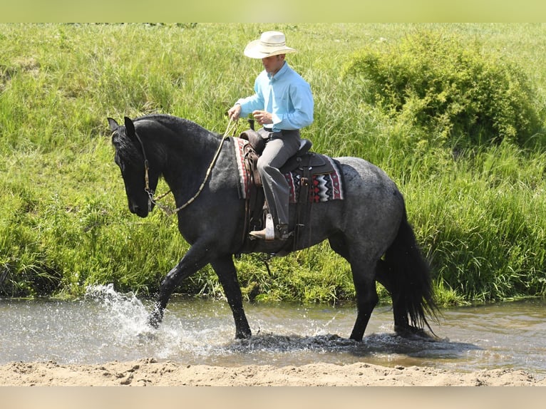 Frison Hongre 7 Ans 165 cm Rouan Bleu in Oelwein IA