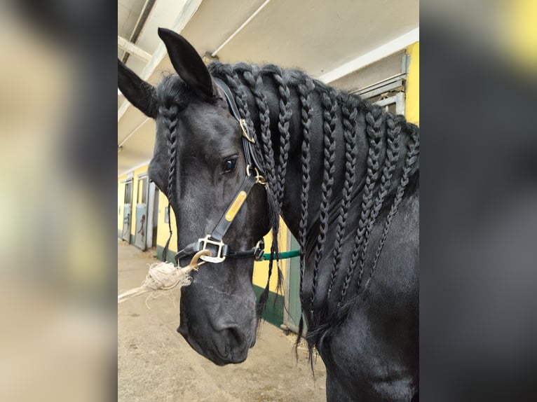 Frison Hongre 7 Ans 167 cm in Torino