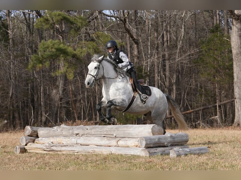 Frison Croisé Hongre 7 Ans 168 cm Gris in Clover