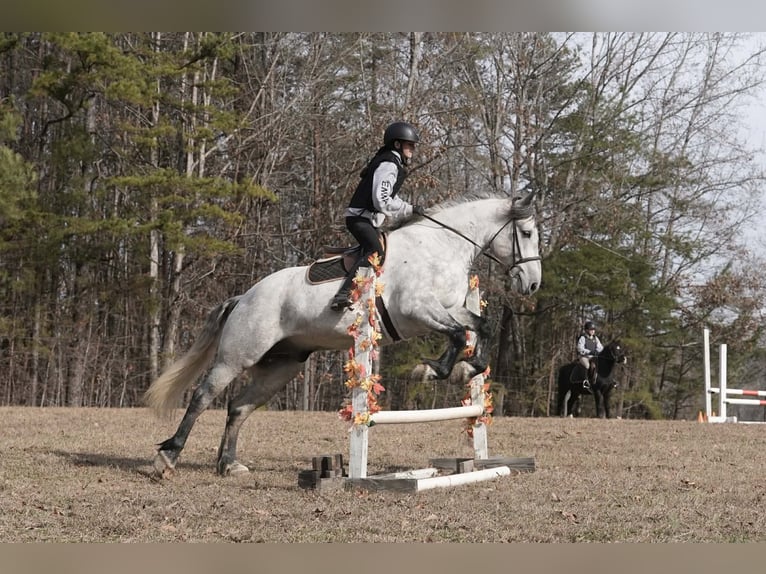 Frison Croisé Hongre 7 Ans 168 cm Gris in Clover