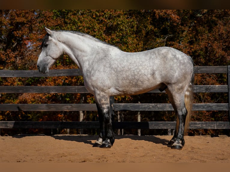Frison Croisé Hongre 7 Ans 168 cm Gris in Clover