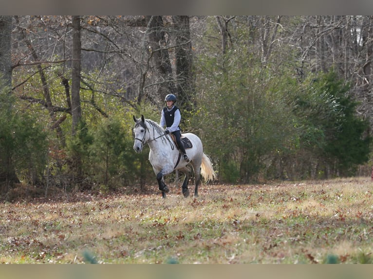 Frison Croisé Hongre 7 Ans 168 cm Gris in Clover