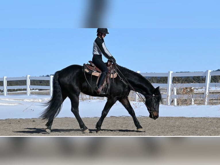 Frison Hongre 7 Ans 170 cm Bai brun in Peyton