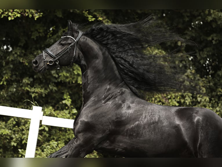 Frison Hongre 7 Ans 170 cm Noir in Britswert