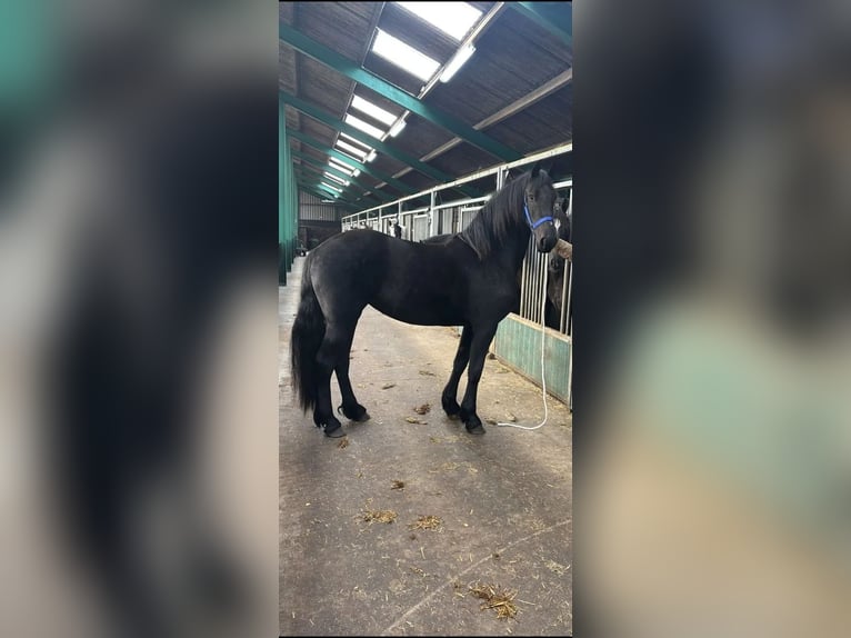 Frison Hongre 7 Ans 173 cm Noir in Kent