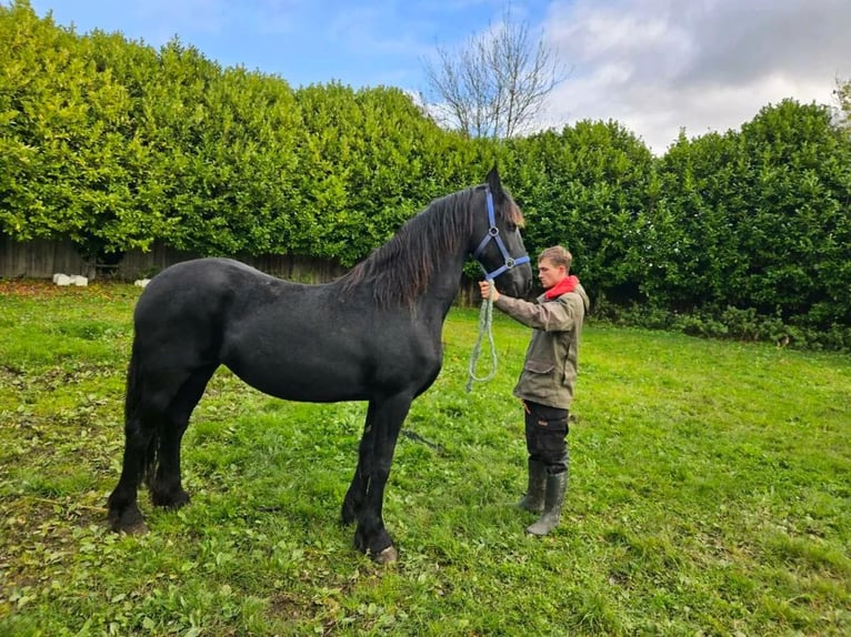 Frison Hongre 7 Ans 173 cm Noir in Kent