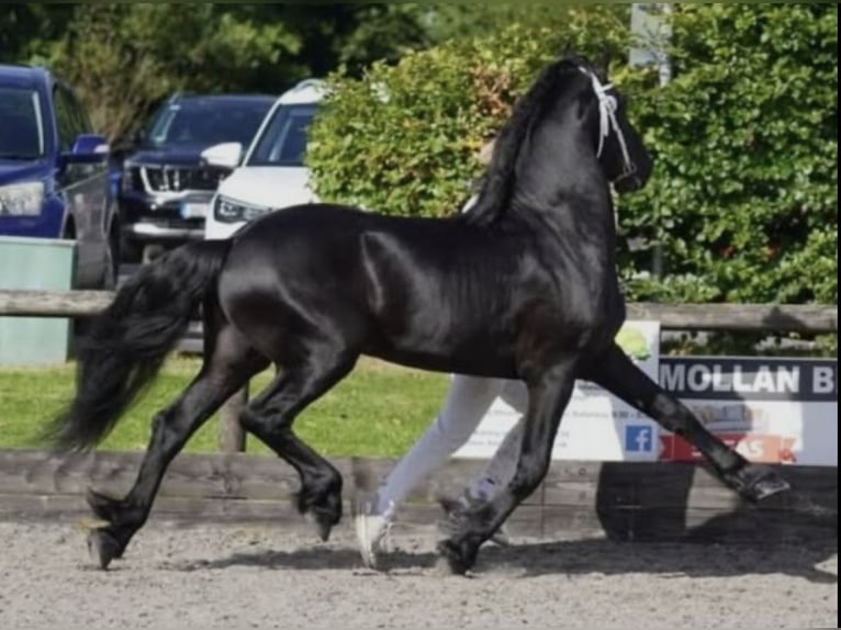 Frison Hongre 7 Ans 173 cm Noir in Kent