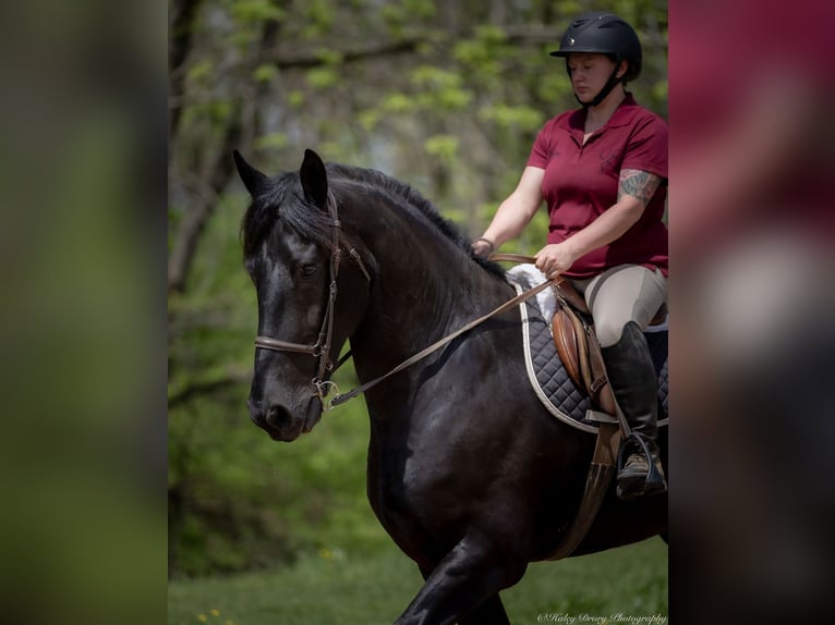 Frison Croisé Hongre 7 Ans 173 cm in Auburn, KY